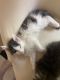 Maine Coon Cats for sale in Gloucester, MA, USA. price: $1,000