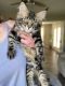 Maine Coon Cats for sale in Lawrenceburg, KY 40342, USA. price: $1,000