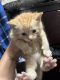 Maine Coon Cats for sale in Nashua, NH, USA. price: $400