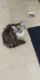 Maine Coon Cats for sale in Wellesley, MA, USA. price: $1,200