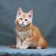 Maine Coon Cats for sale in Los Angeles, CA, USA. price: $2,800
