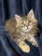 Maine Coon Cats for sale in Huntingdon Valley, Bryn Athyn, PA, USA. price: $1,500