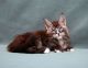 Maine Coon Cats for sale in Los Angeles, CA, USA. price: $3,900