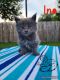 Maine Coon Cats for sale in Lake Charles, LA, USA. price: $3,000