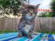 Maine Coon Cats for sale in Lake Charles, LA, USA. price: $2,500