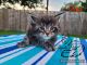 Maine Coon Cats for sale in Lake Charles, LA, USA. price: $2,500