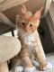 Maine Coon Cats for sale in Mitchell, SD 57301, USA. price: $2,000