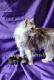 Maine Coon Cats for sale in Prophetstown, IL 61277, USA. price: NA