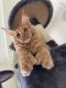 Maine Coon Cats for sale in Miami, FL, USA. price: $2,000