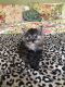 Maine Coon Cats for sale in Wellsboro, PA 16901, USA. price: NA
