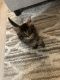 Maine Coon Cats for sale in Azusa, CA, USA. price: $400