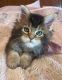 Maine Coon Cats for sale in Sioux Falls, SD, USA. price: $1,200