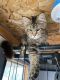Maine Coon Cats for sale in Sioux Falls, SD, USA. price: $1,500