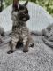 Maine Coon Cats for sale in Fairbanks, AK, USA. price: $3,000
