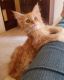 Maine Coon Cats for sale in Johnson City, NY 13790, USA. price: $1,000