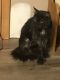 Maine Coon Cats for sale in Mt Vernon, OH 43050, USA. price: $700
