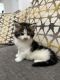 Maine Coon Cats for sale in San Antonio, TX, USA. price: $1,300