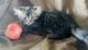 Maine Coon Cats for sale in Anaheim Hills, Anaheim, CA, USA. price: NA