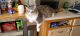 Maine Coon Cats for sale in Farmington Hills, MI, USA. price: NA