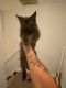 Maine Coon Cats for sale in Lithonia, GA 30058, USA. price: $13,000