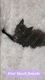 Maine Coon Cats for sale in Ellenton, FL, USA. price: NA