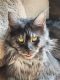 Maine Coon Cats for sale in Riverside, CA, USA. price: $2,000