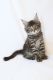 Maine Coon Cats for sale in Irvine, CA, USA. price: $2,000