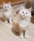 Maine Coon Cats for sale in Belvedere DA17, UK. price: 250 GBP