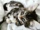 Maine Coon Cats for sale in Westfield, MA 01085, USA. price: NA