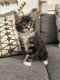 Maine Coon Cats for sale in San Antonio, TX, USA. price: $1,600