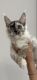 Maine Coon Cats for sale in Prior Lake, MN, USA. price: $2,000