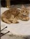 Maine Coon Cats for sale in Fort Myers, FL 33905, USA. price: $1,300