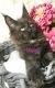 Maine Coon Cats for sale in Leesville, LA 71446, USA. price: NA