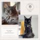 Maine Coon Cats for sale in Cincinnati, OH, USA. price: NA