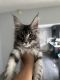 Maine Coon Cats for sale in Hollywood, FL, USA. price: $2,800