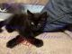 Maine Coon Cats for sale in Tallassee, AL 36078, USA. price: NA