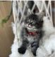 Maine Coon Cats for sale in Early, TX 76802, USA. price: NA