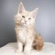 Maine Coon Cats for sale in San Antonio, TX, USA. price: $1,200