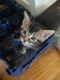 Maine Coon Cats for sale in Antioch, CA, USA. price: $700