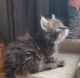 Maine Coon Cats for sale in Eden, NC 27288, USA. price: $600