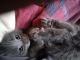 Maine Coon Cats for sale in 65 Juniper Rd, Roundup, MT 59072, USA. price: NA