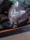 Maine Coon Cats for sale in Ashland, WI 54806, USA. price: $1,200