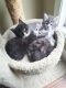 Maine Coon Cats for sale in Warner Robins, GA, USA. price: NA