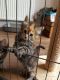 Maine Coon Cats for sale in Los Angeles, CA, USA. price: $320