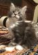 Maine Coon Cats for sale in Warner Robins, GA, USA. price: NA