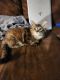 Maine Coon Cats for sale in Snohomish, WA, USA. price: $400