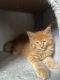 Maine Coon Cats for sale in North Port, FL, USA. price: NA