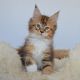 Maine Coon Cats for sale in Miami, FL, USA. price: $2,400