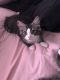 Maine Coon Cats for sale in Woodbury, NJ, USA. price: NA
