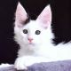 Maine Coon Cats for sale in Los Angeles, CA, USA. price: $700